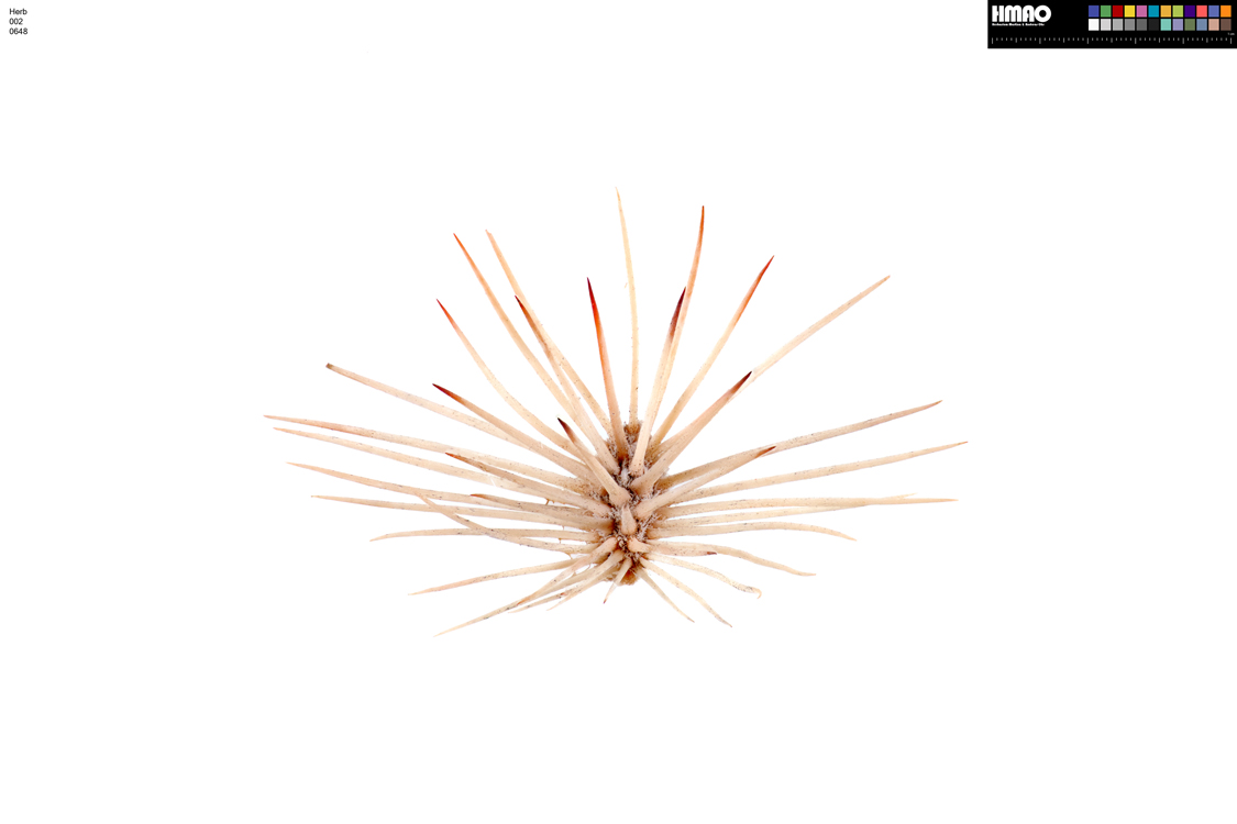 HMAO-002-0648 - Echinocereus dasyacanthus, USA, Texas, Pecos Co.