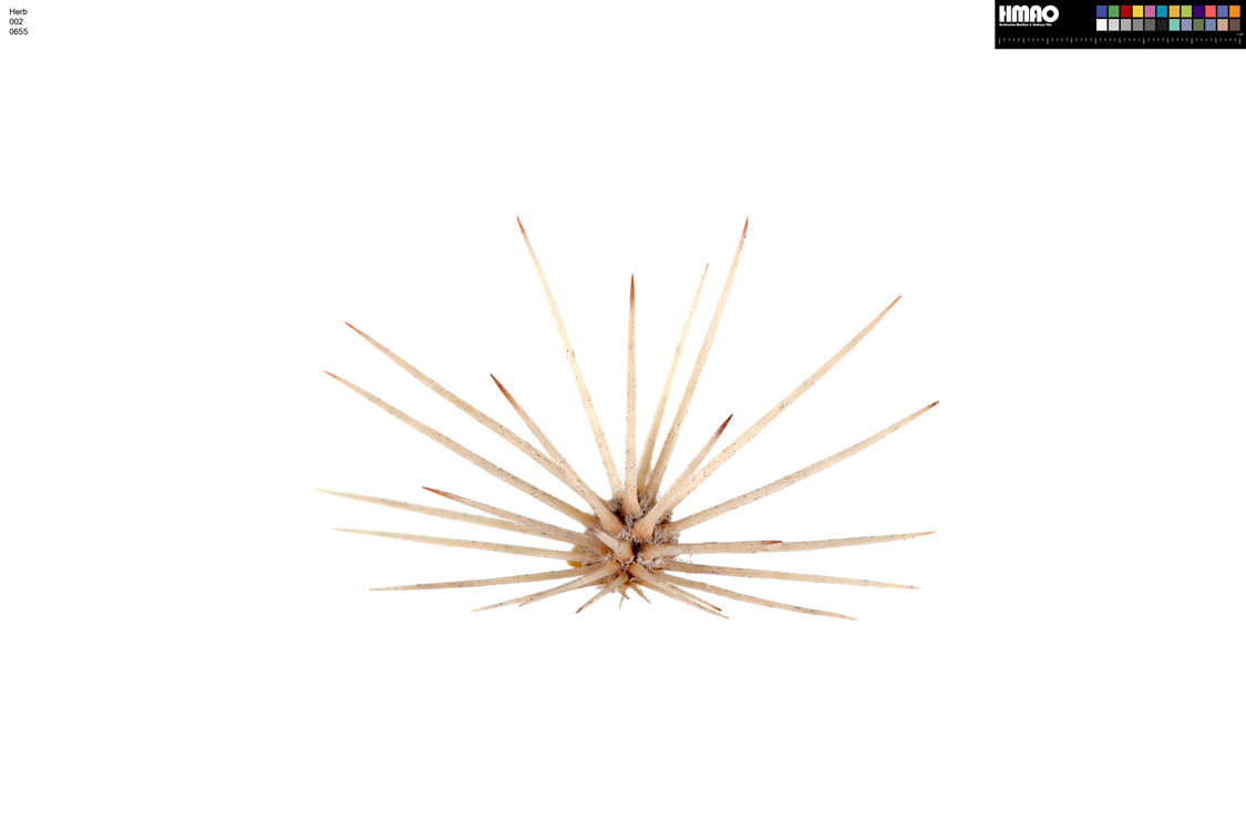 HMAO-002-0655 - Echinocereus dasyacanthus, USA, Texas, Pecos Co.