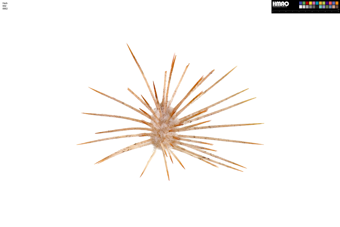 HMAO-002-0662 - Echinocereus grandis, Mexico, Baja California, Isla Lorenzo
