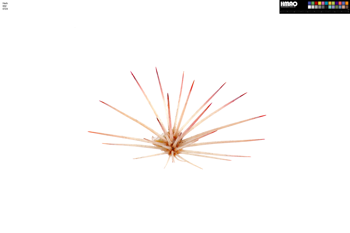HMAO-002-0724 - Echinocereus xllyodii, USA, Texas, Pecos Co.
