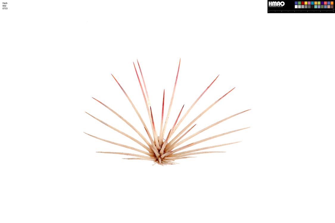 HMAO-002-0733 - Echinocereus dasyacanthus, USA, Texas, Pecos Co.