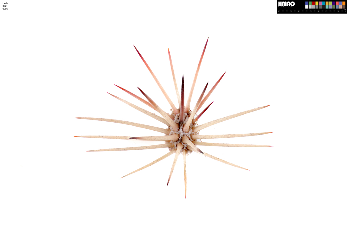 HMAO-002-0786 - Echinocereus xllyodii, USA, Texas, Pecos Co.
