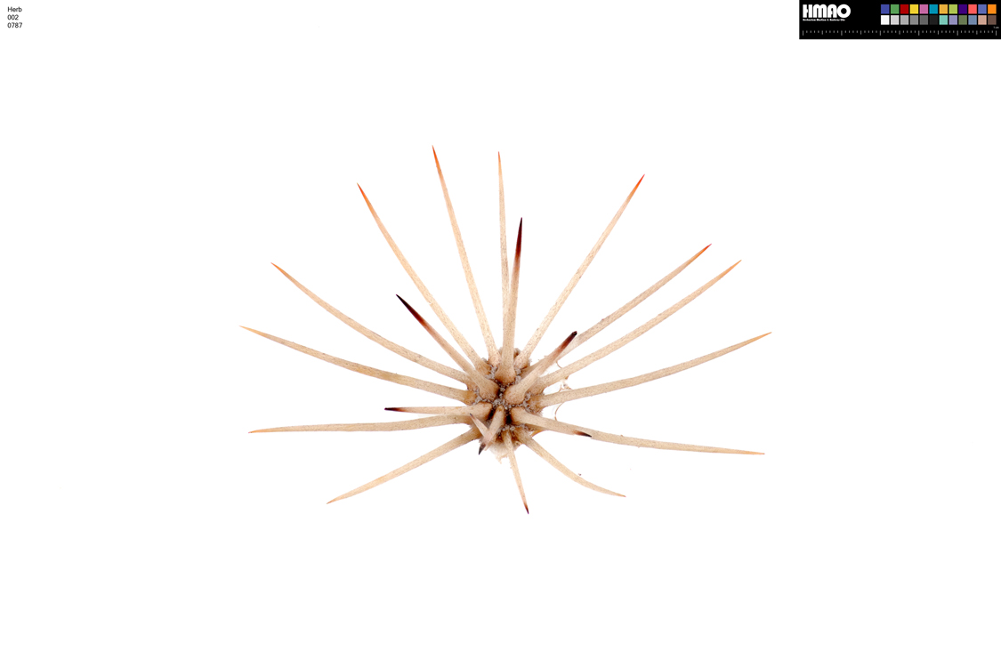 HMAO-002-0787 - Echinocereus xllyodii, USA, Texas, Pecos Co.