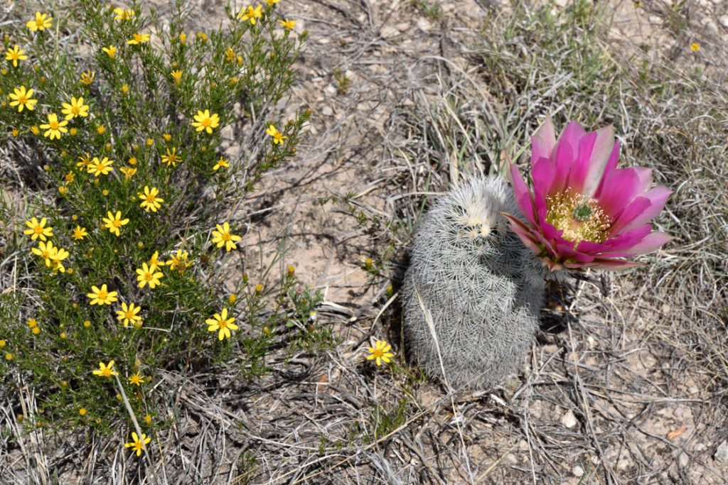 Echinocereus Online