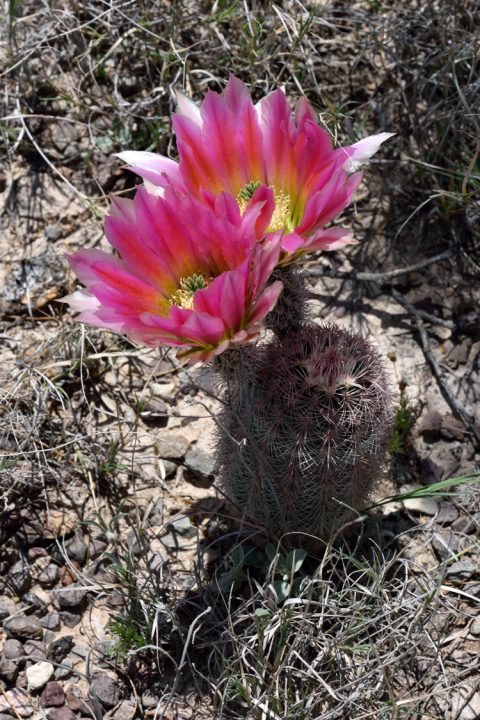 Echinocereus dasyacanthus, USA, Texas, Pecos Co.