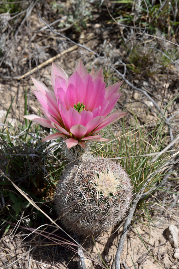 Echinocereus dasyacanthus, USA, Texas, Pecos Co.