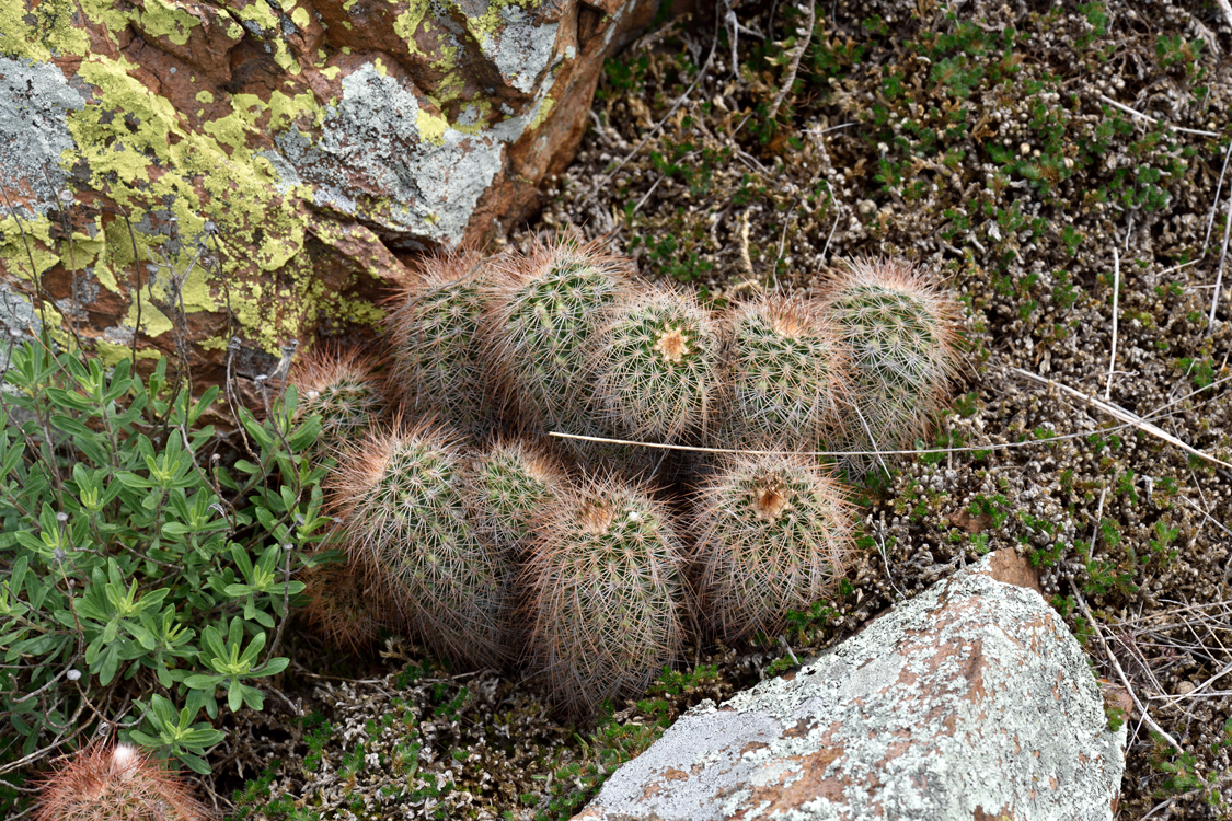 Echinocereus reichenbachii subsp. baileyi, USA, Oklahoma, Comanche Co.