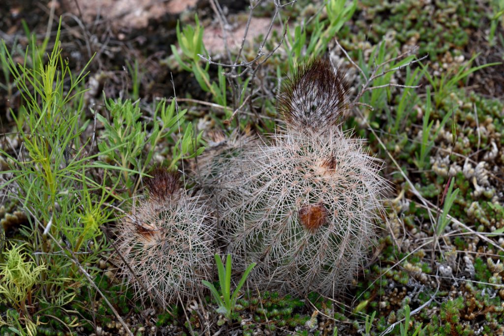 Echinocereus Online