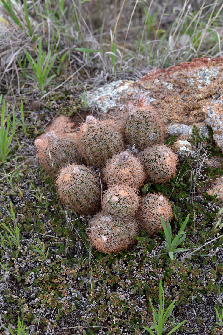 Echinocereus reichenbachii subsp. baileyi, USA, Oklahoma, Greer Co.