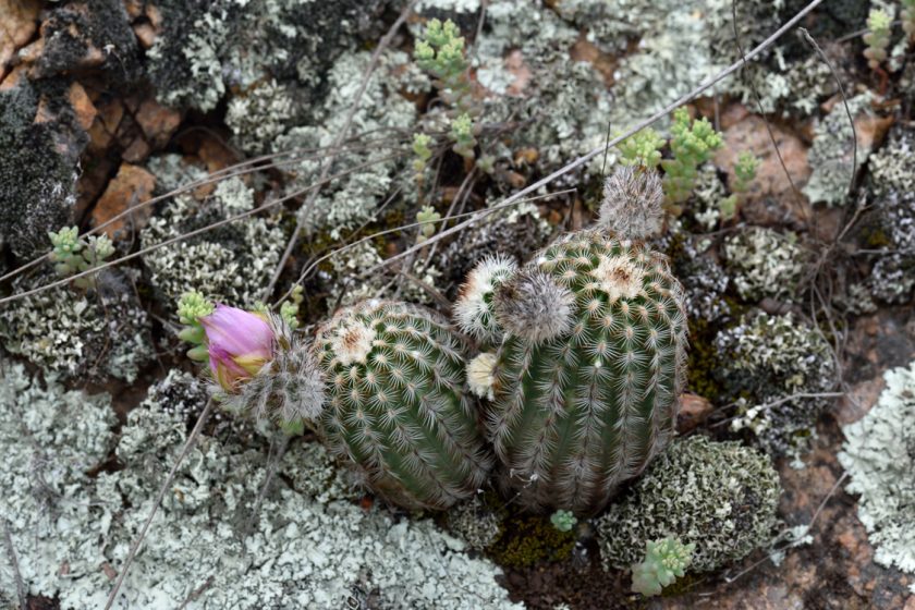 Echinocereus reichenbachii subsp. caespitosus, USA, Oklahoma, Johnston Co.