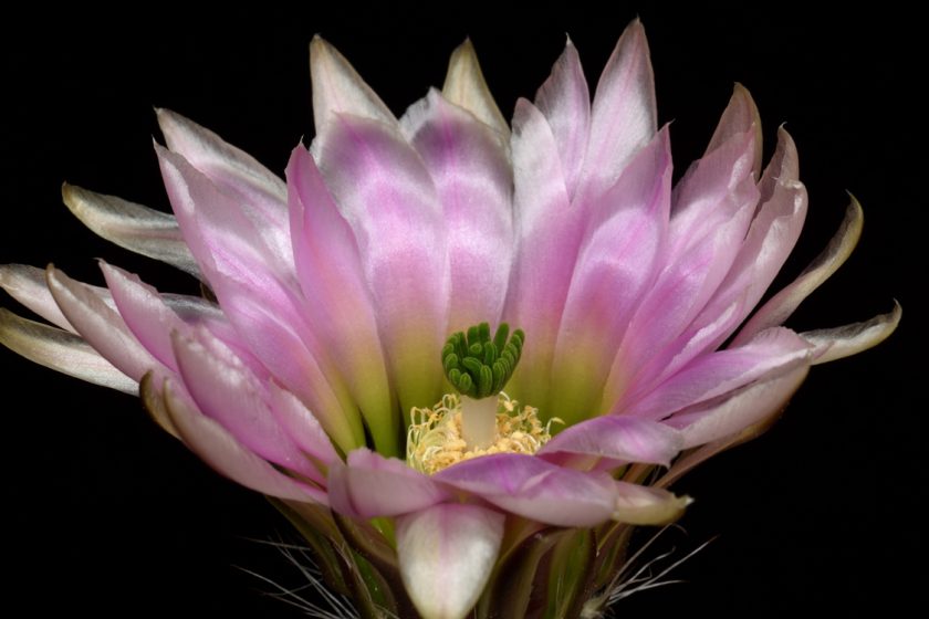 Echinocereus dasyacanthus subsp. crockettianus, USA, Texas, Crockett Co., SB405
