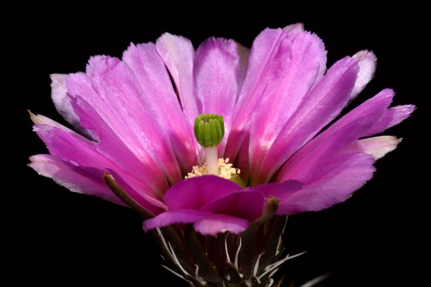 Echinocereus fendleri subsp. kuenzleri, USA, New Mexico