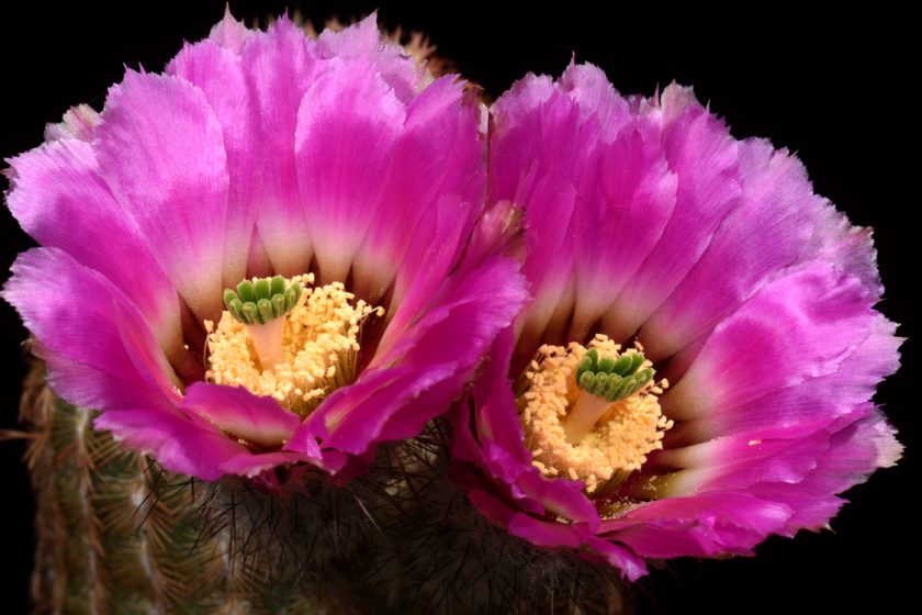 Echinocereus reichenbachii subsp. burrensis, Mexico, Coahuila, Sierra del Carmen