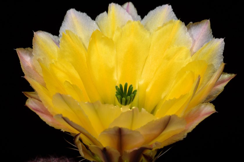 Echinocereus pectinatus subsp. rutowiorum, Mexico, Chihuahua, Cusihuiriachic