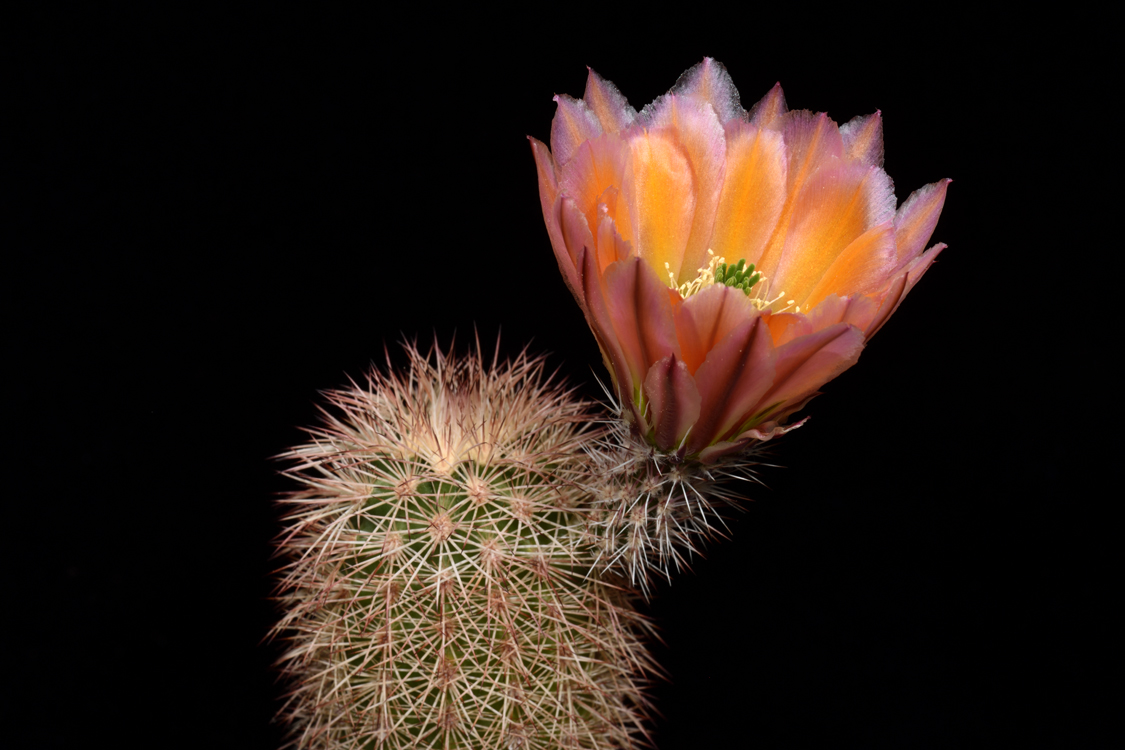 Echinocereus dasyacanthus, USA, Texas, Pecos Co., Bakersfield