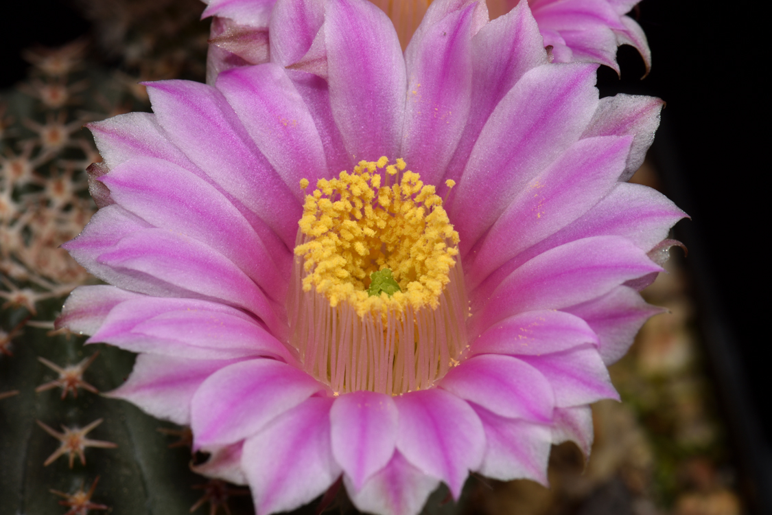 Echinocereus pulchellus, Mexico