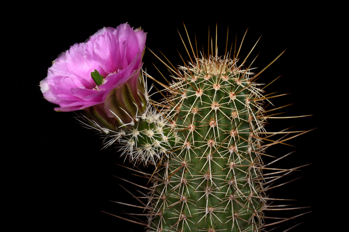 Echinocereus engelmannii subsp. fasciculatus, USA, Arizona, Tucson