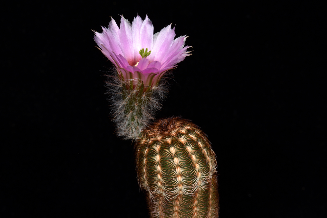 Echinocereus reichenbachii subsp. caespitosus, USA, Texas, Deep Creek