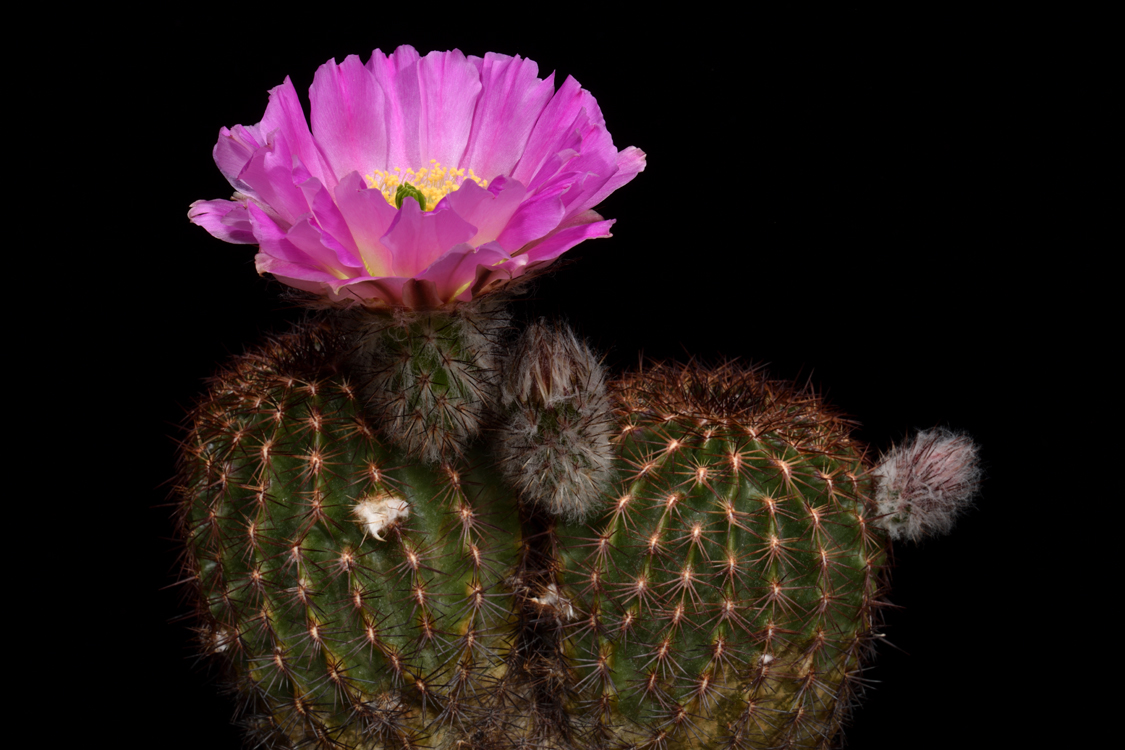 Echinocereus pamanesiorum subsp. bonatzii, Mexico, Durango, La China