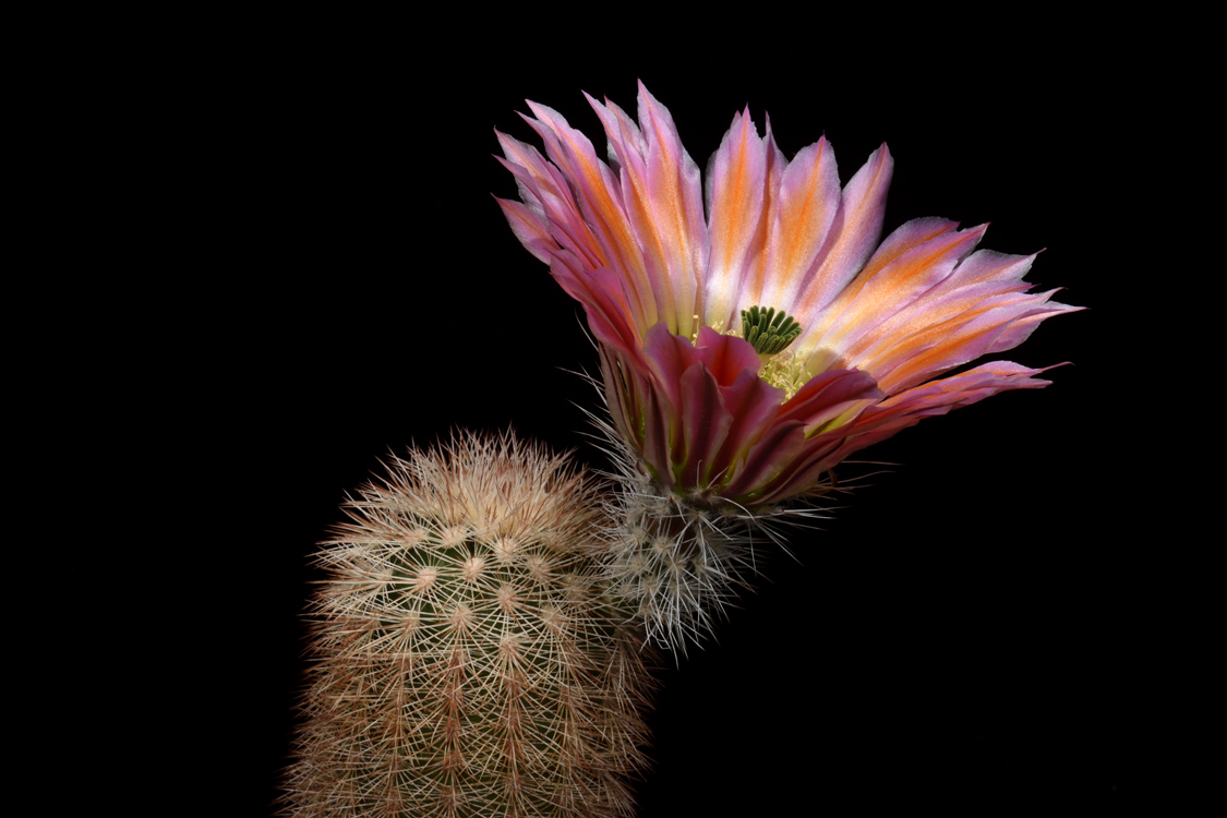 Echinocereus dasyacanthus, USA, Texas, Pecos Co., Bakersfield