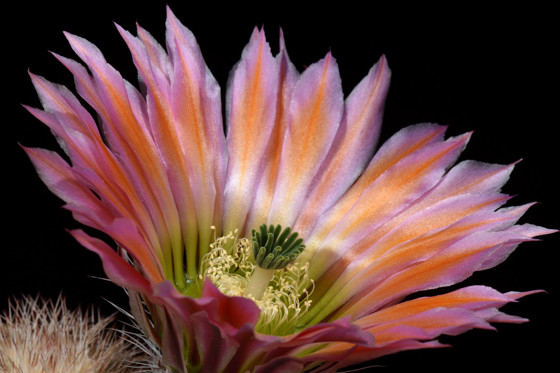 Echinocereus dasyacanthus, USA, Texas, Pecos Co., Bakersfield