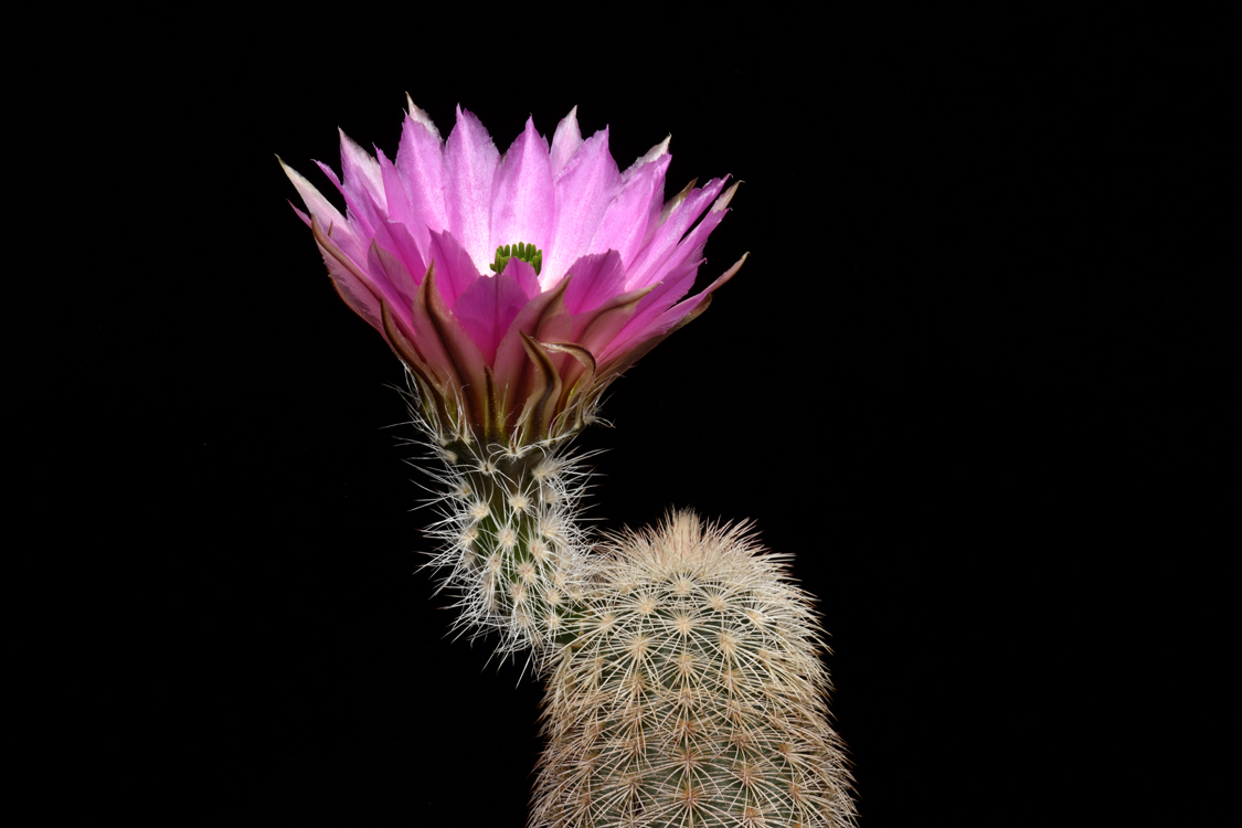 Echinocereus dasyacanthus subsp. crockettianus, USA, Texas, Crockett Co.