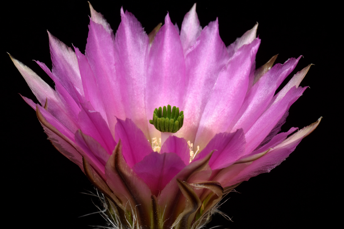 Echinocereus dasyacanthus subsp. crockettianus, USA, Texas, Crockett Co.