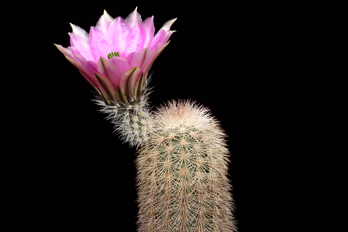 Echinocereus dasyacanthus subsp. crockettianus, USA, Texas, Crockett Co., Sheffield
