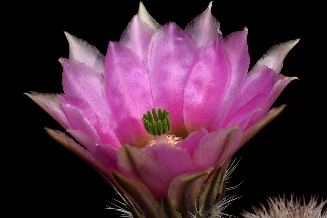Echinocereus dasyacanthus subsp. crockettianus, USA, Texas, Crockett Co., Sheffield