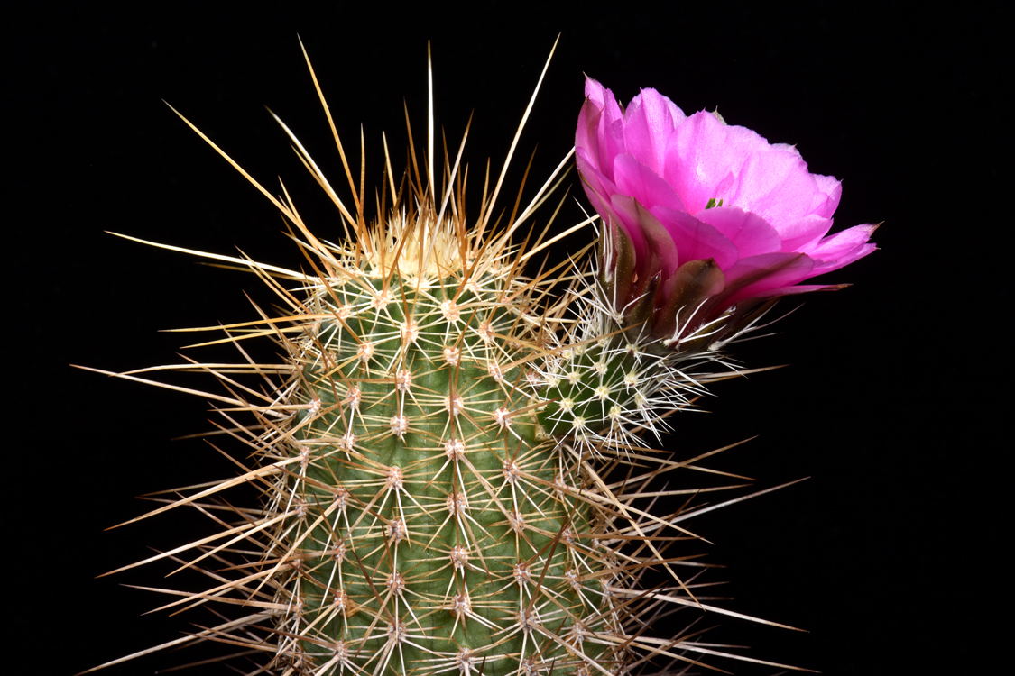 Echinocereus engelmannii subsp. fasciculatus, USA, Arizona, Apache Trail