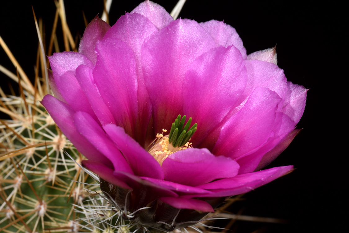 Echinocereus engelmannii subsp. fasciculatus, USA, Arizona, Apache Trail