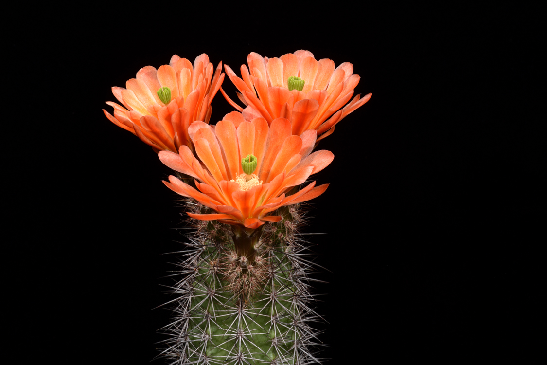 Echinocereus xroetteri, USA, New Mexico, Orogrande