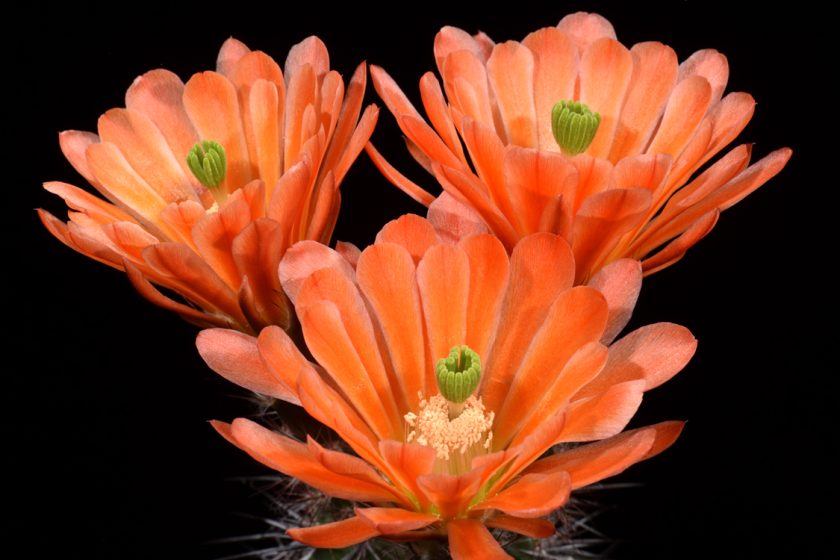 Echinocereus xroetteri, USA, New Mexico, Orogrande