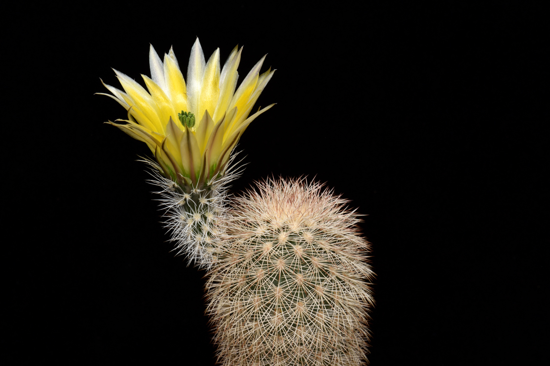 Echinocereus dasyacanthus, USA, Texas, Iraan