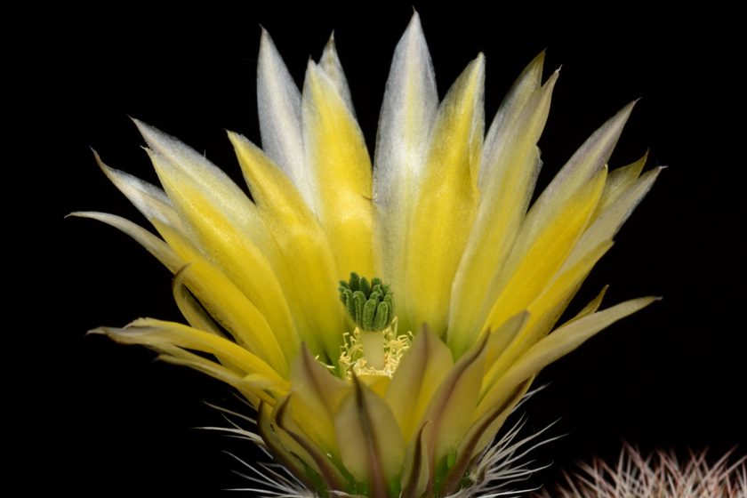 Echinocereus dasyacanthus, USA, Texas, Iraan