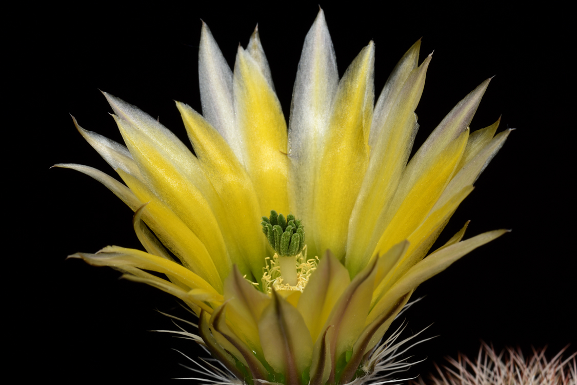 Echinocereus dasyacanthus, USA, Texas, Iraan
