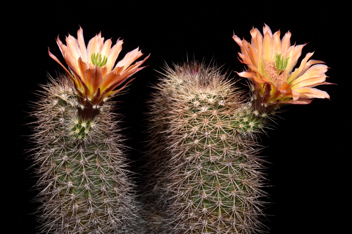 Echinocereus xroetteri, USA, New Mexico, Orogrande