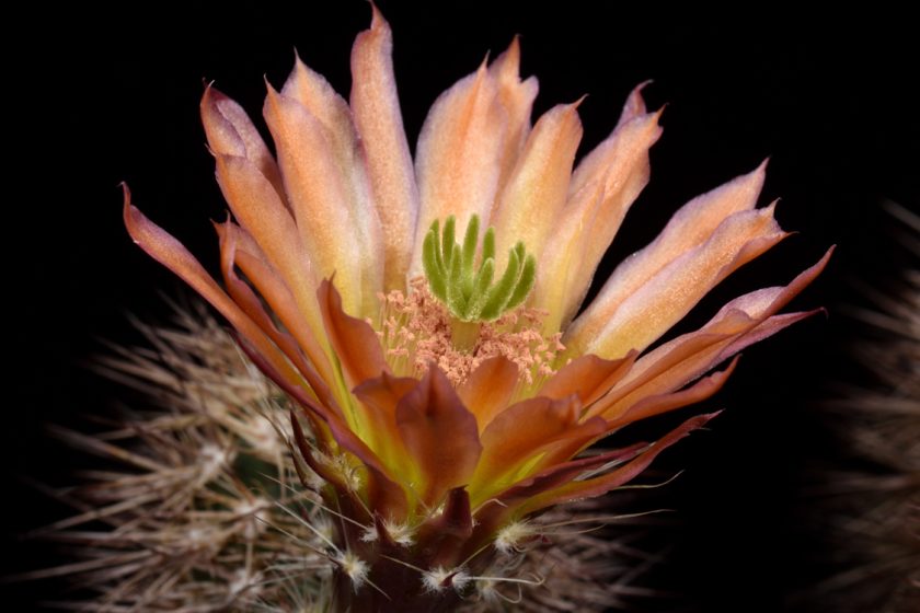 Echinocereus xroetteri, USA, New Mexico, Orogrande