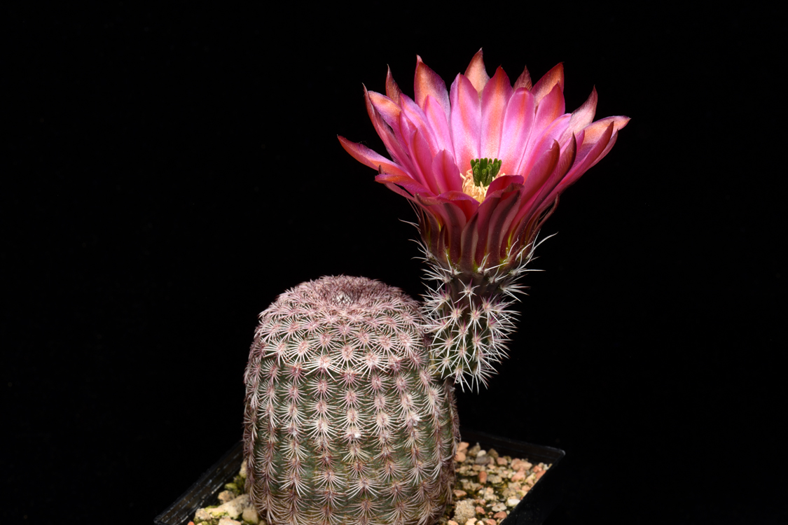Echinocereus pectinatus, Mexico, Delante