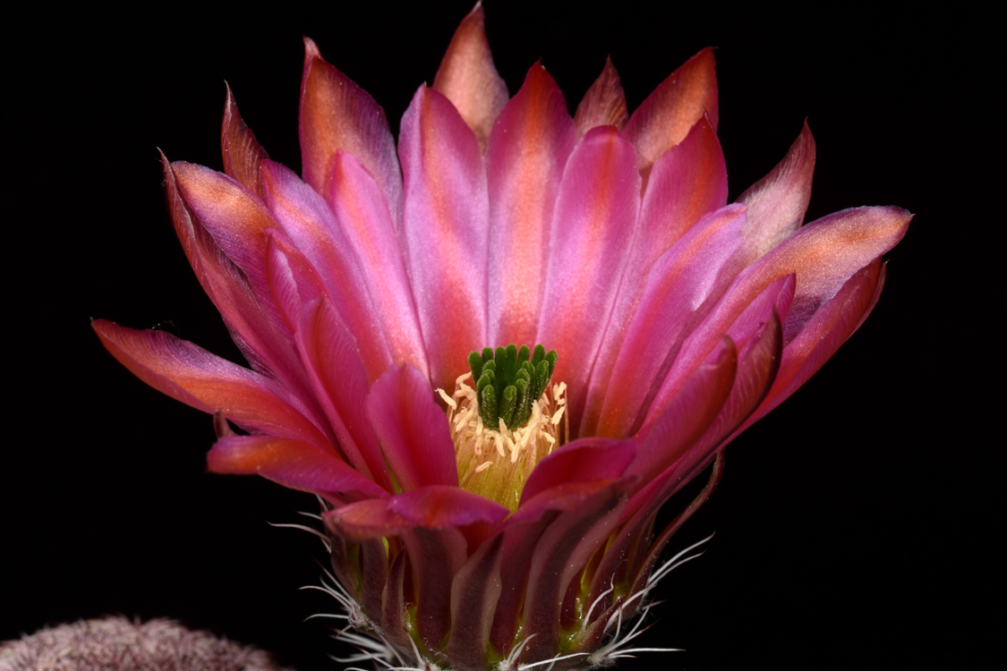 Echinocereus pectinatus, Mexico, Delante
