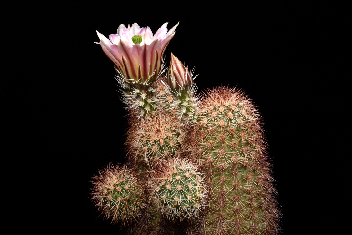 Echinocereus dasyacanthus, USA, Texas, Pecos Co., Bakersfield