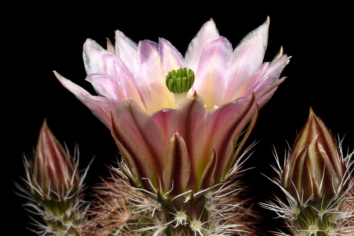Echinocereus dasyacanthus, USA, Texas, Pecos Co., Bakersfield