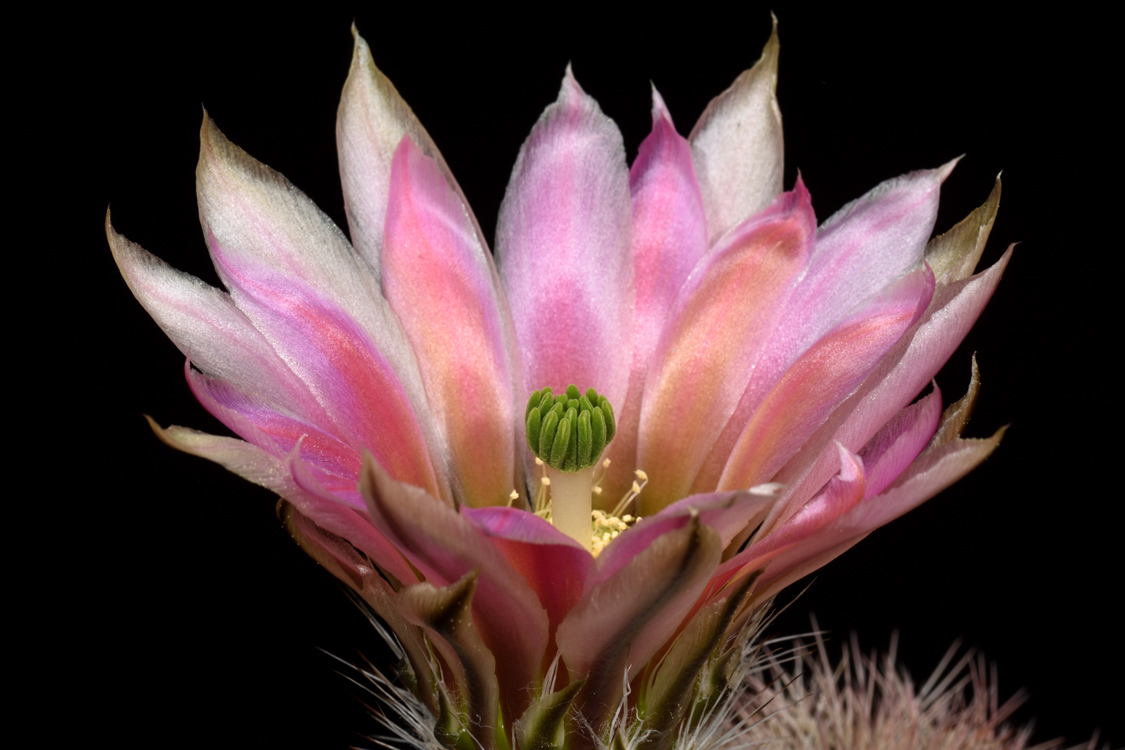 Echinocereus dasyacanthus subsp. crockettianus, USA, Texas, Crockett Co.