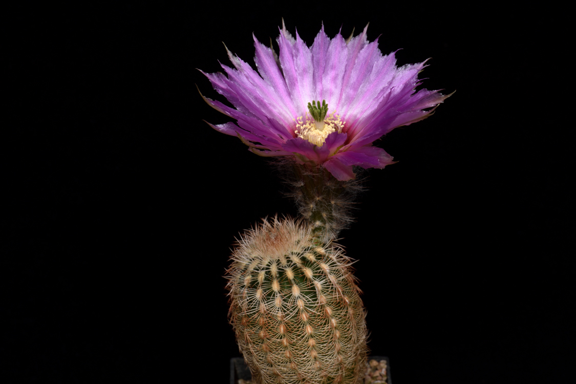 Echinocereus reichenbachii subsp. caespitosus, USA, Texas, Eastland Co., Lake Cisco
