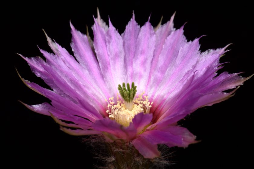 Echinocereus reichenbachii subsp. caespitosus, USA, Texas, Eastland Co., Lake Cisco