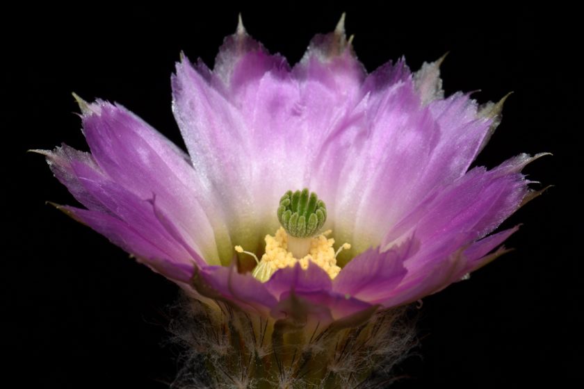Echinocereus reichenbachii subsp. caespitosus, USA, Texas, Eastland Co., Lake Cisco