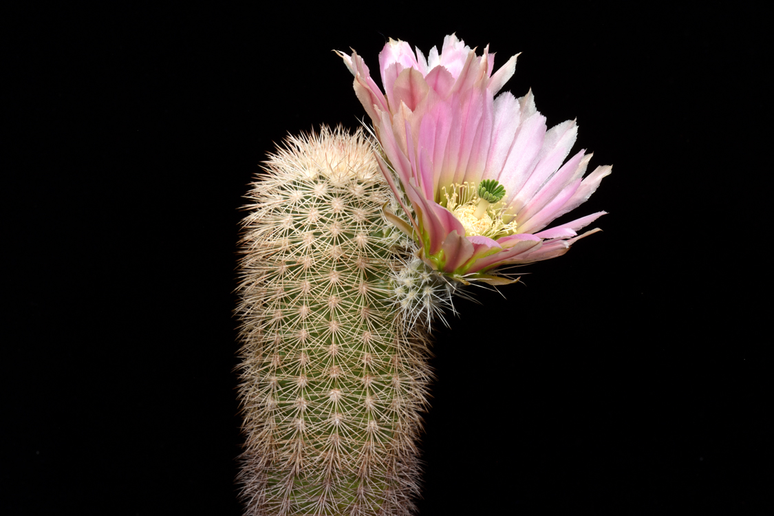 Echinocereus dasyacanthus, USA, Texas, Pecos Co., Bakersfield