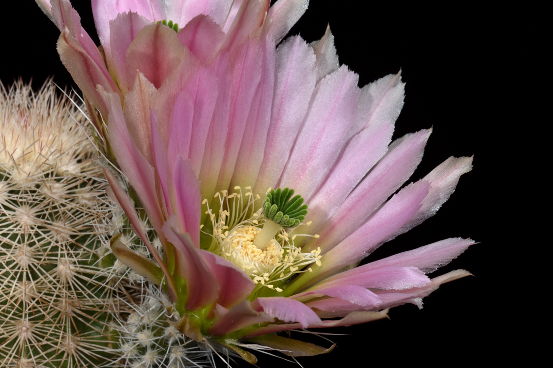Echinocereus dasyacanthus, USA, Texas, Pecos Co., Bakersfield