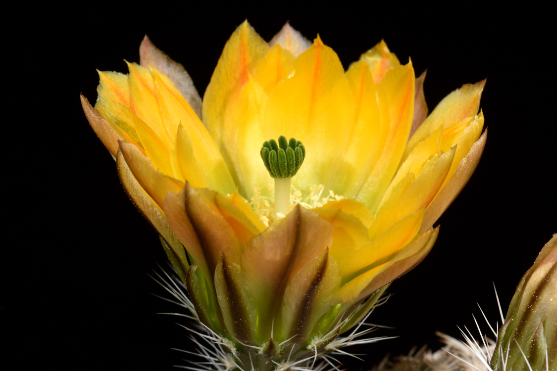Echinocereus ctenoides, Mexico, Coahuila, Melchor Muzquiz