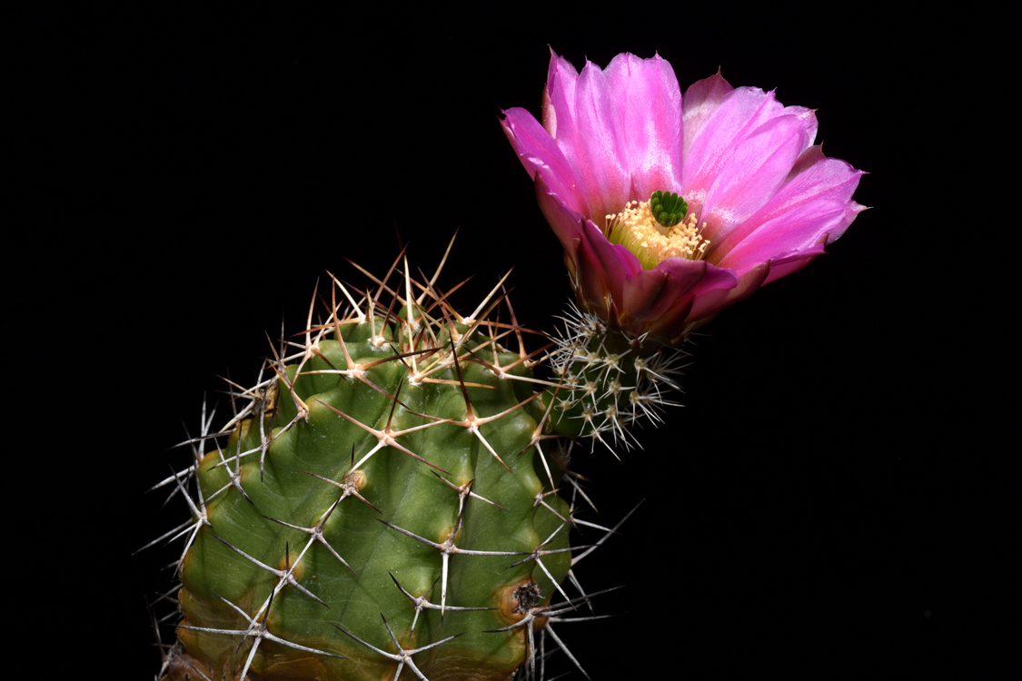 Echinocereus fendleri subsp. hempelii, Mexico, Chihuahua, Santa Clara Canyon